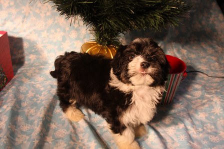 havanese-puppy